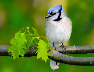 jay_photo.png